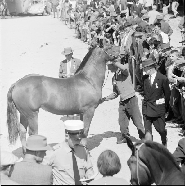 60th Marché Concours Saignelégier, 1963