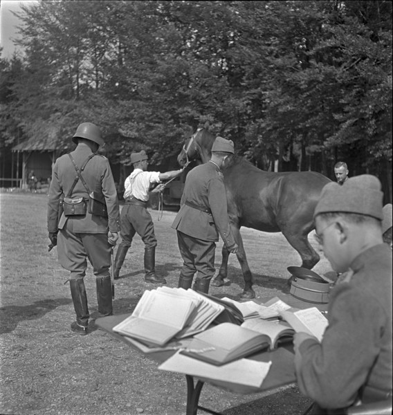 Horse is brought to examination. 1939