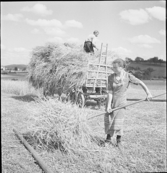 WW 2: grain crop, harvest, Rhine Valley 1941