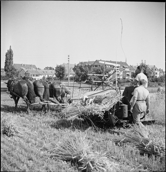 WW 2: grain crop, harvest, Strickhof 1940