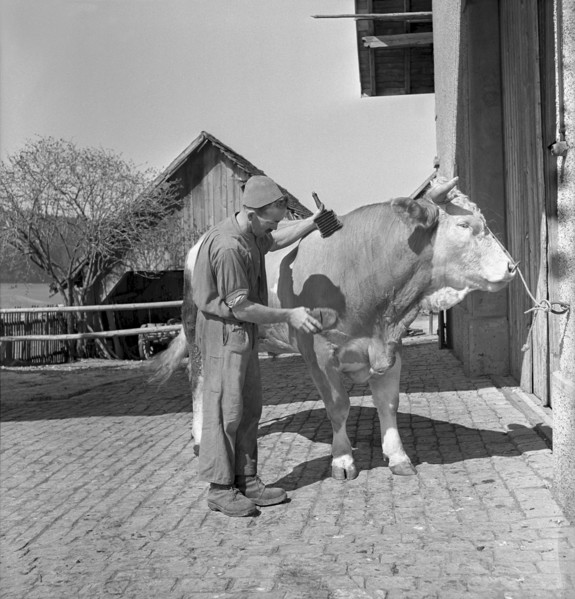 Illens FR: child and sheeps in front of a farm. 1952