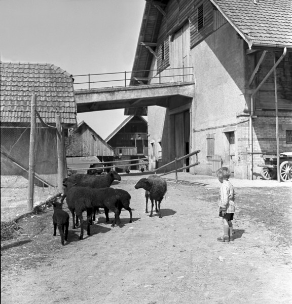 Autumnal hunting in Elgg, 1958