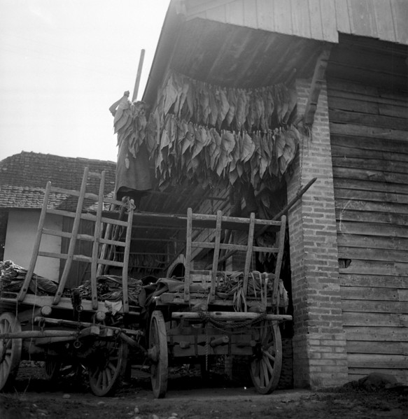 Woman hanging up tobacco leaves, 1941