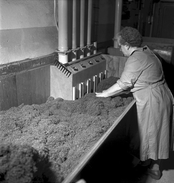 Cigarette factory Brunette, 1952