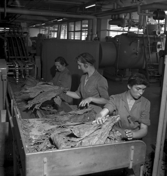 Cigarette factory Brunette, 1952