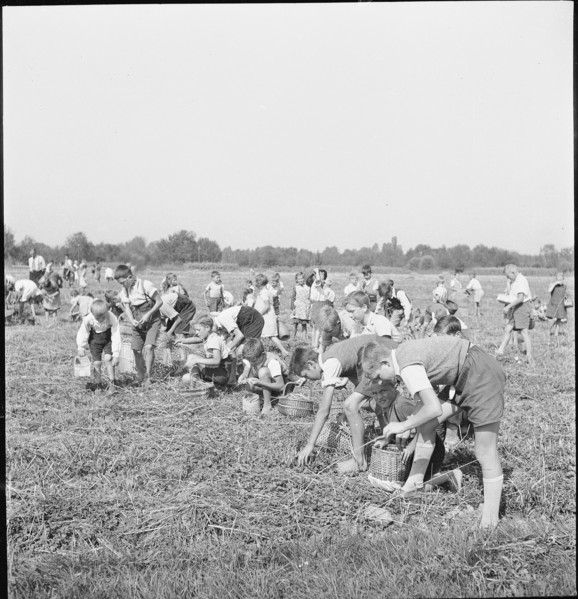 Schoolchildren gleaning grain in the Rhine Valley; 1941