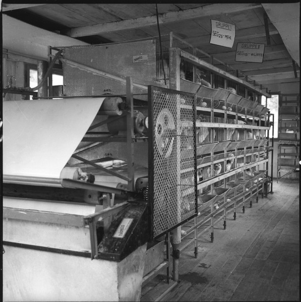 Battery cage, experimental farm of the ETH, Kemptthal 1958