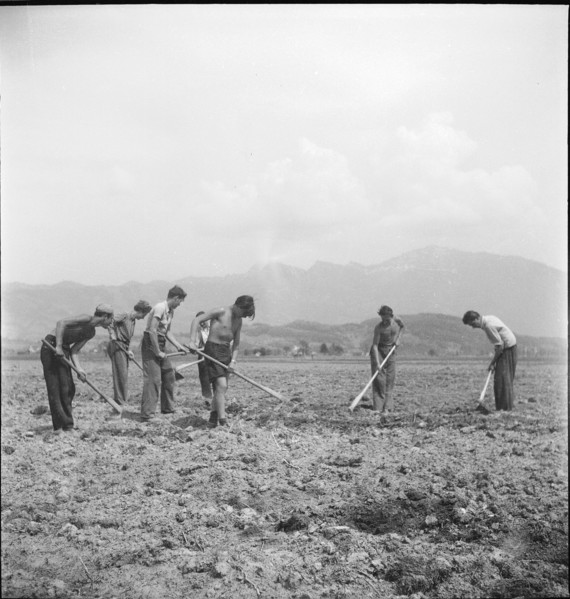 Agricultural service, apprentices hoeing fields; 1943