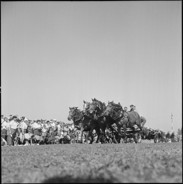 50th MarchéConcours Saignelégier, fourinhand, 1953