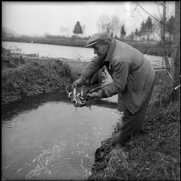 Cyanide poisons fish farm near Studen in 1955