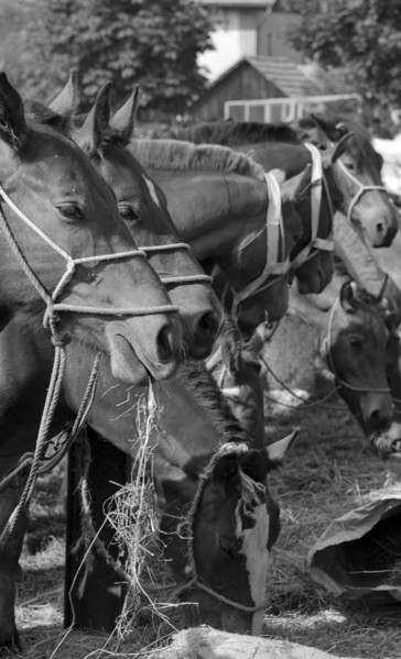 Horse market of ChaindonReconvilier, 1969