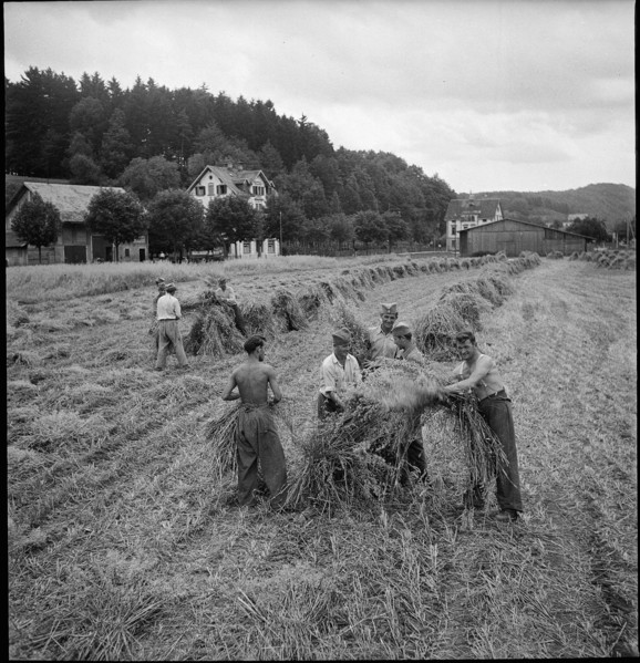 WW 2: soldiers, oat crop, Allmend 1942.