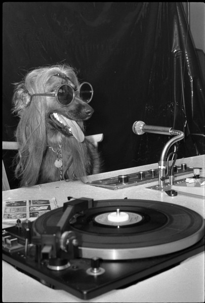 Schindellegi 1970: dog as a discjockey, DJ.