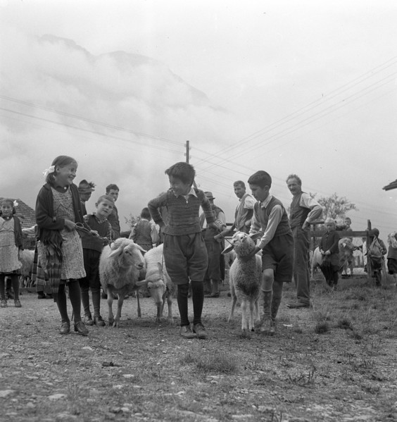 Separation of the sheep in autumn, 1941.