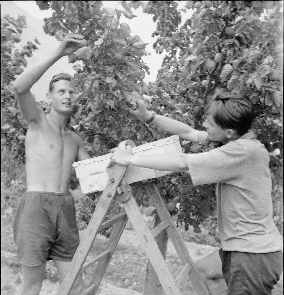 WW2: farming camp; picking apricots 1943.