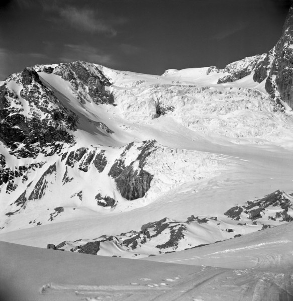 Tête blanche, 1949.