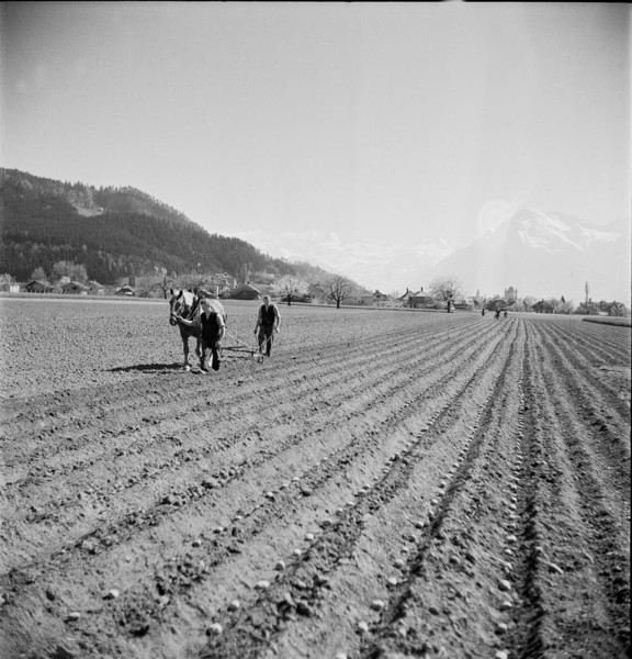 Working in the fields in springtime, circa in 1948.