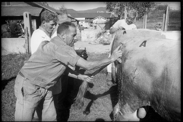 Farmers with animals at breeding bull market in Berne 1966.