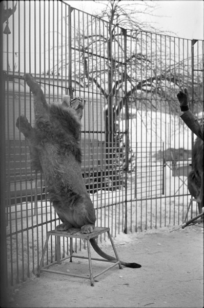 Lions training 1969.