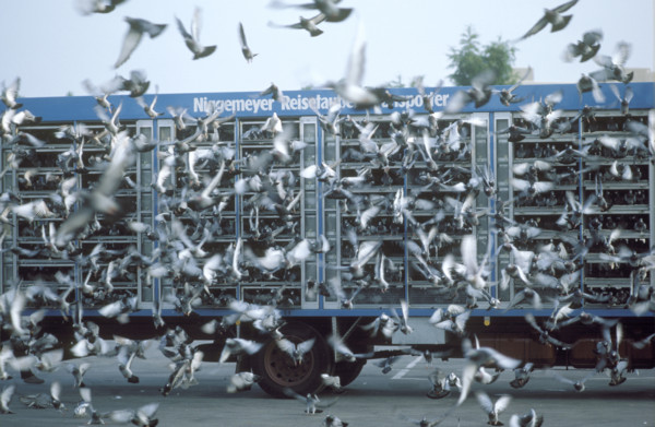 Take off of carrier pigeons from a van, 1984.