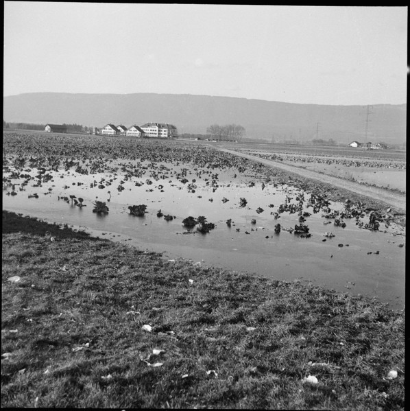 Flood near Ins and Witzwil, 1950.