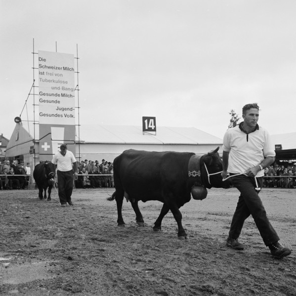 Cattle Show, OLMA 1960.