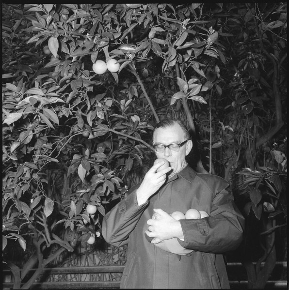 Earl Bernadotte Plucks Oranges, 1964.