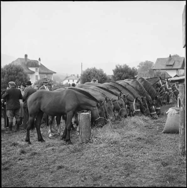 Horse market of Chaindon-Reconvilier, 1952.