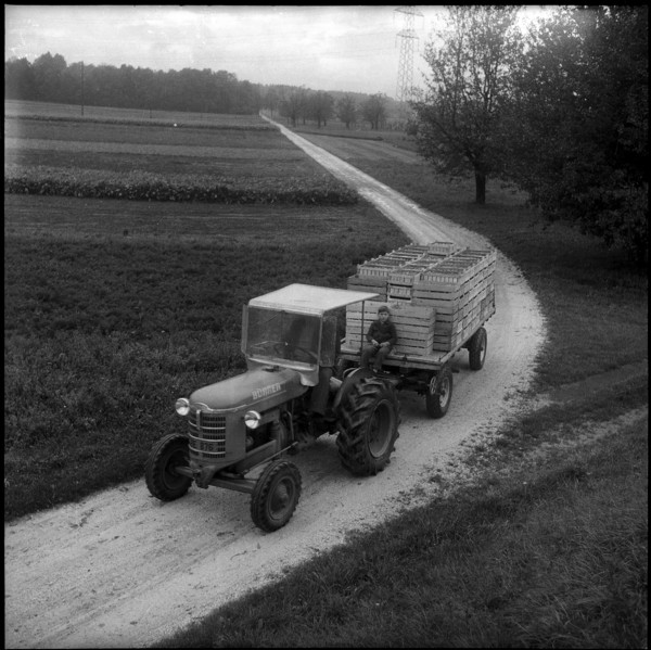 Transport to Veiling, fruit auction in Burgdorf 1960.