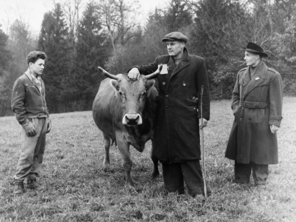 Hungarian men with brown cattle, Uerikon 1956.