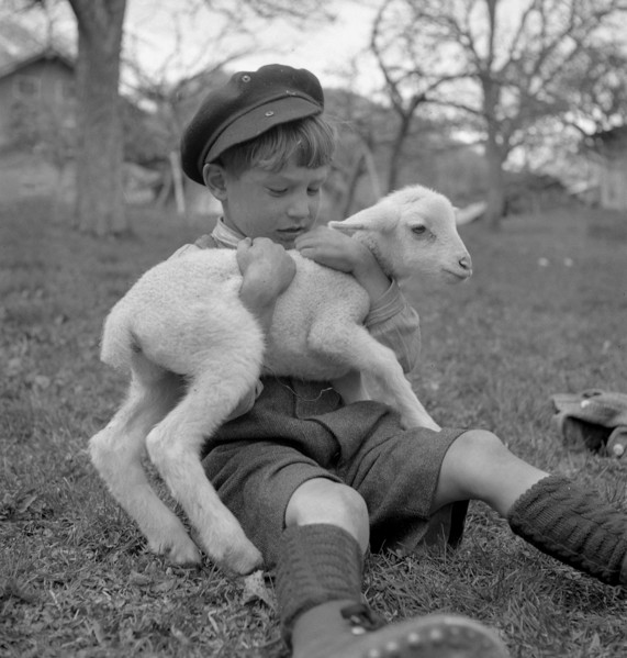 Small boy with lamb, 1944.