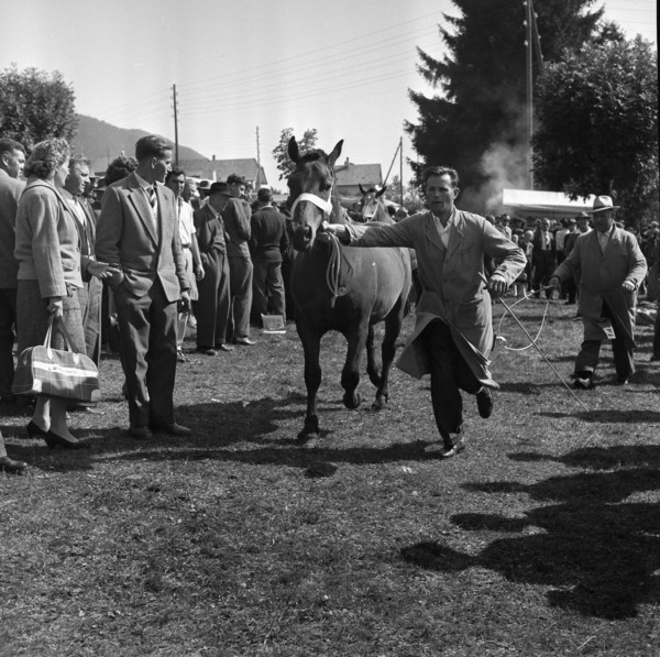 Horse market of Chaindon-Reconvilier, Presentation 1959.