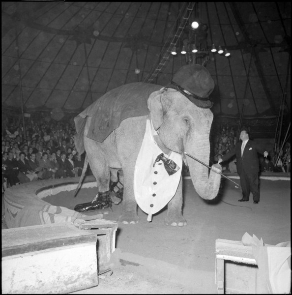 Rolf Knie sen. with elephant Sandry at Circus Knie, 1957.