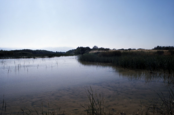 Nature, Italy, region of Basilicata-Calabria 1975 Mouth of the river Crati Regional Park.
