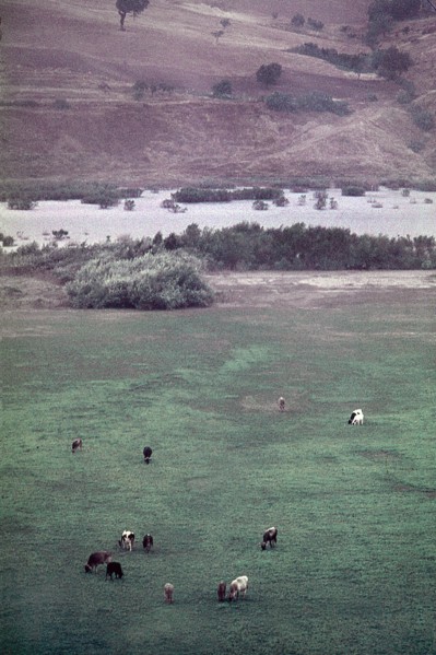 Nature, Italy, region of Puglia 1975 Valle del Celone (Celone Valley).