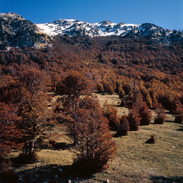 Nature, Italy, region of Calabria 1975 Comprensorio del Pollino - Monte Pollino (Pollino