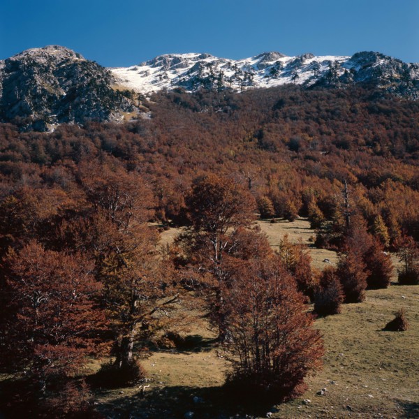 Nature, Italy, region of Calabria 1975 Comprensorio del Pollino - Monte Pollino (Pollino