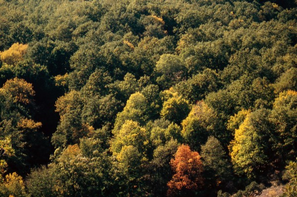 Nature, Italy, region of Calabria 1975 Sila Piccola (Little Sila).