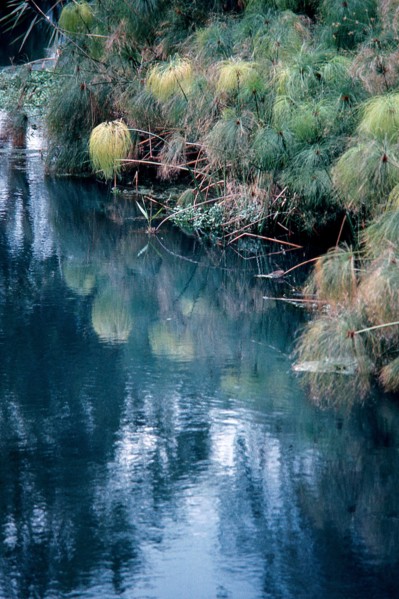 Nature, Italy, region of Sicilia 1975 Fonte Ciane (Ciane source).