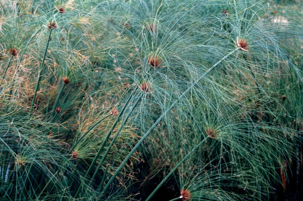 Nature, Italy, region of Sicilia 1975 Fonte Ciane (Ciane source).