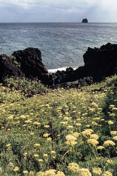 Nature, Italy, region of Sicilia 1975 Isole Eolie, Isola di Stromboli (Aeolian Islands, Stromboli