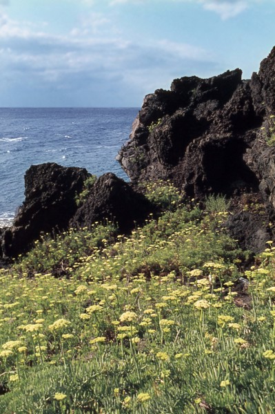 Nature, Italy, region of Sicilia 1975 Isole Eolie, Isola di Stromboli (Aeolian Islands, Stromboli