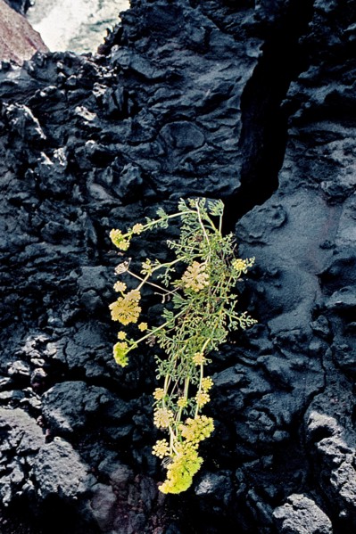 Nature, Italy, region of Sicilia 1975 Isole Eolie, Isola di Stromboli (Aeolian Islands, Stromboli