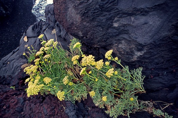 Nature, Italy, region of Sicilia 1975 Isole Eolie, Isola di Stromboli (Aeolian Islands, Stromboli