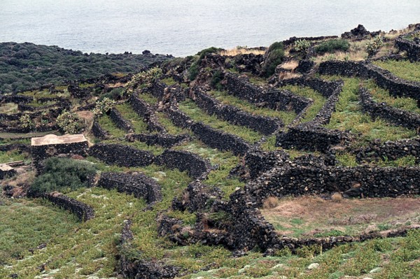 Nature, Italy, region of Sicilia 1975 Isola di Pantelleria (Pantelleria Island).