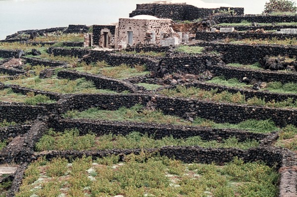Nature, Italy, region of Sicilia 1975 Isola di Pantelleria (Pantelleria Island).