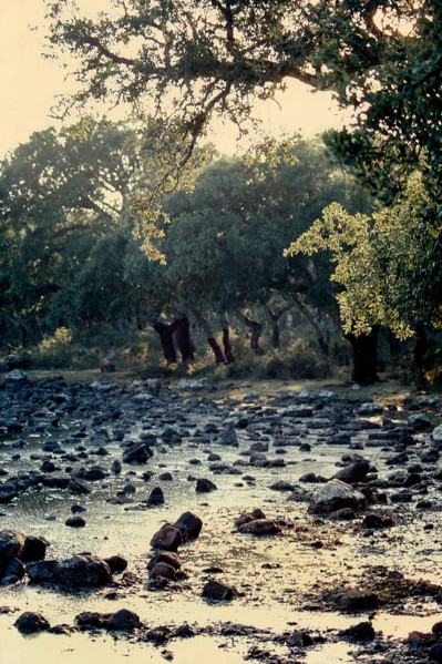 Nature, Italy, region of Sardegna 1975 Giara di Gesturi ""Sa Jara Manna"" (Giara Park).
