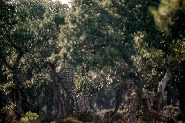 Nature, Italy, region of Sardegna 1975 Giara di Gesturi ""Sa Jara Manna"" (Giara Park).