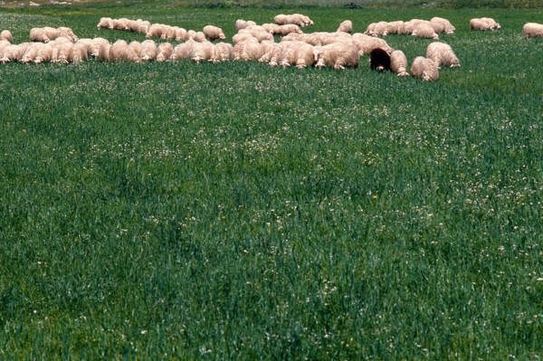Nature, Italy, region of Sardegna 1975 Lago Omodeo (Omodeo Lake).