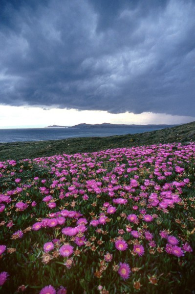 Nature, Italy, region of Sardegna 1975 Territorio del Sassarese (Sassari Territory).